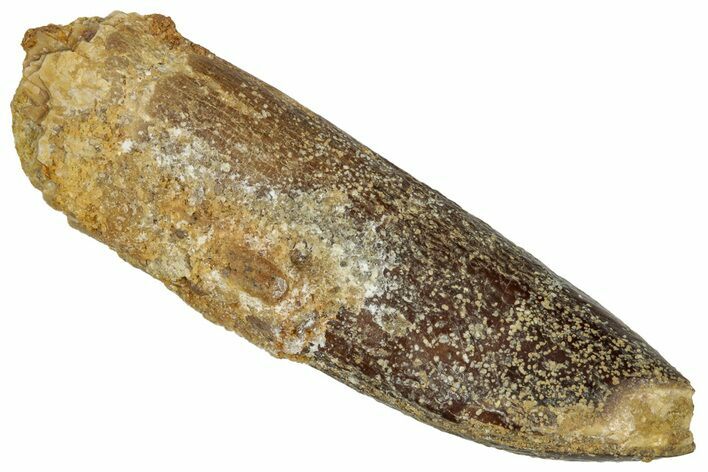 Fossil Sauropod Dinosaur (Titanosaur) Tooth - Morocco #332495